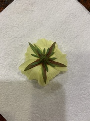 Cienfuegosia drummondii