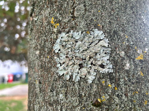 Netted shield lichen