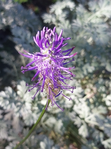 Betony-leaved Rampion
