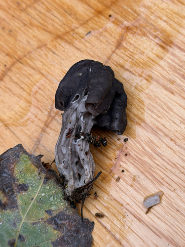 Elfin Saddle