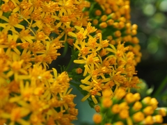 Jessea cooperi