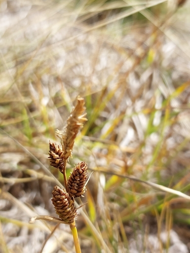 Carex nigra, 2026-09-24