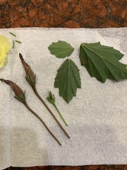 Cienfuegosia drummondii
