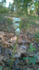 Spiranthes praecox