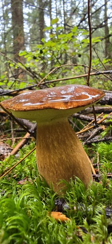 Bay Bolete