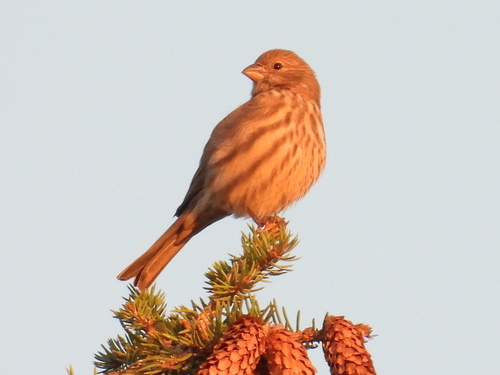 House Finch
