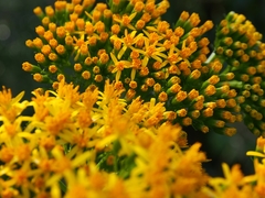 Jessea cooperi
