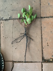 Cienfuegosia drummondii