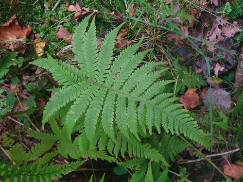 long beech fern