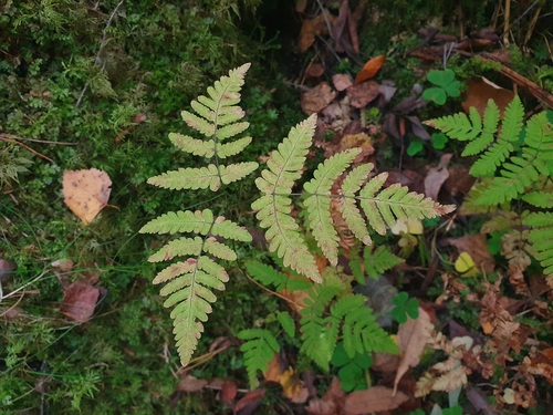 northern oak fern
