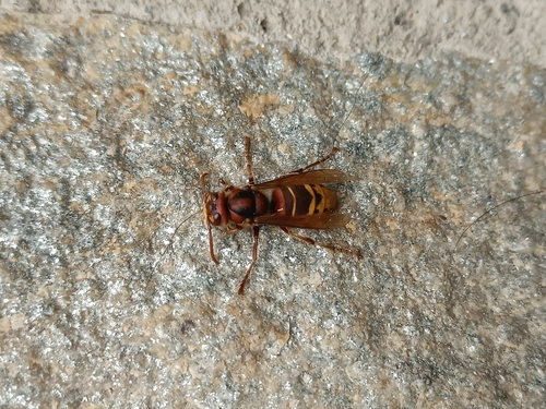 European Hornet