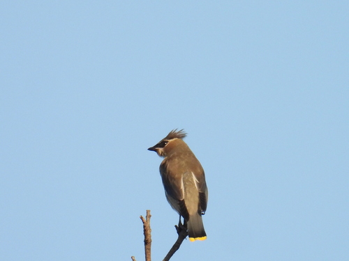 Cedar Waxwing
