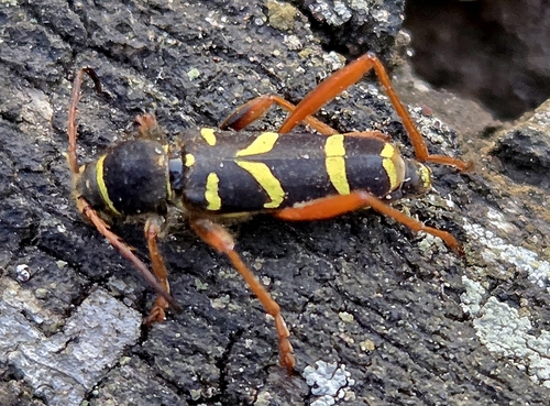 Wasp Beetle