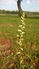 Spiranthes praecox
