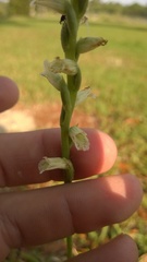 Spiranthes praecox