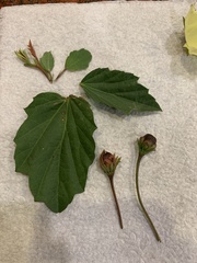 Cienfuegosia drummondii