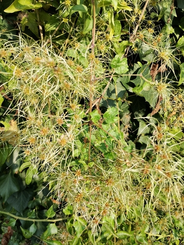 Old man's beard