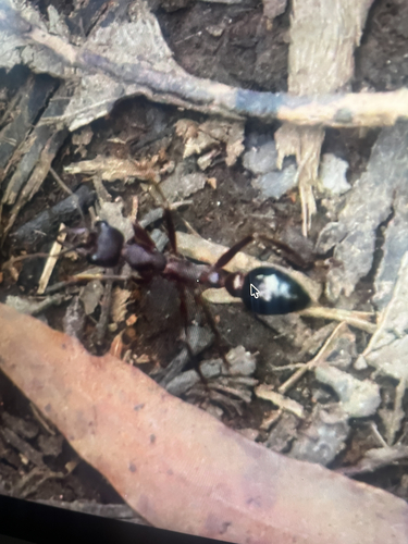 Inchman Ant