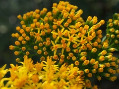 Jessea cooperi