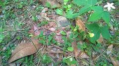 Crotalaria rotundifolia