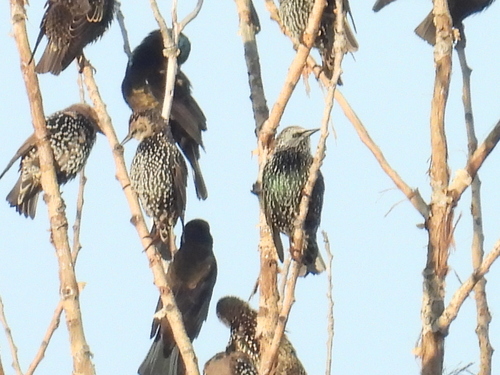 European Starling