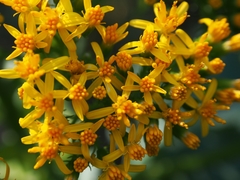 Jessea cooperi