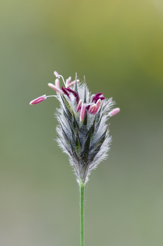 foxtail mulga grass