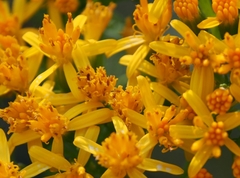 Jessea cooperi