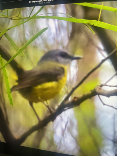 Eastern Yellow Robin