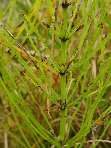 field horsetail