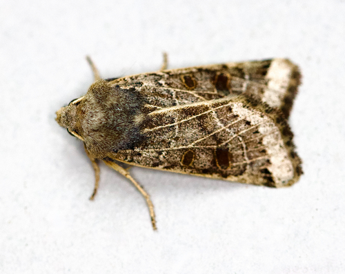 Lunar Underwing