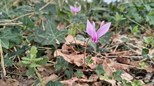 Ivy-leaved cyclamen