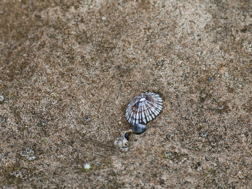 Siphonaria funiculata observed 2026-09-25