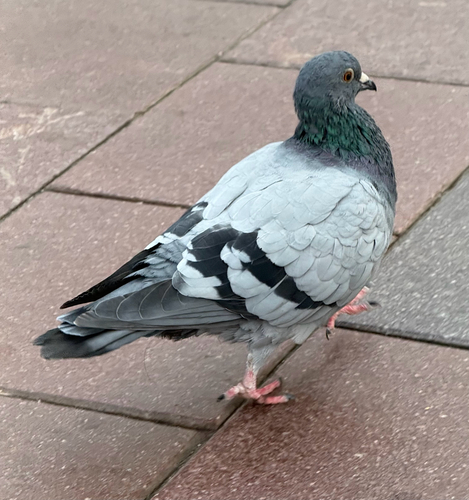 Feral Pigeon