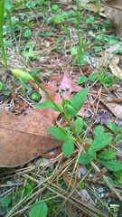 Crotalaria rotundifolia