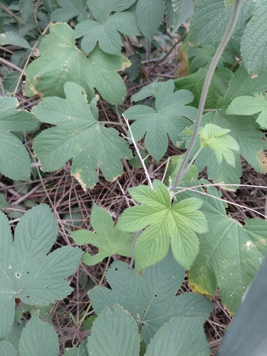 Japanese Hops