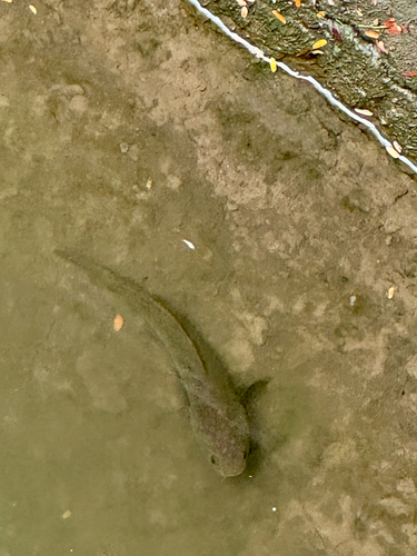 Striped Snakehead