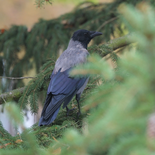 Hooded Crow