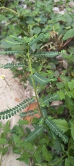 Phyllanthus amarus