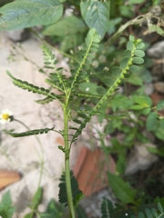 Phyllanthus amarus, photograph (c) Raja Sekhar Chimirala, some rights reserved (CC BY)