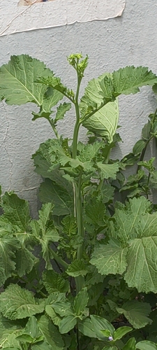 Brassica juncea observed 2026-09-25