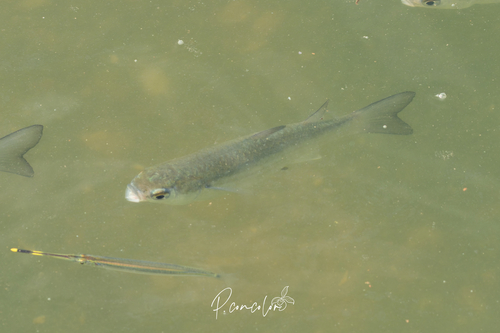 Greenback Mullet