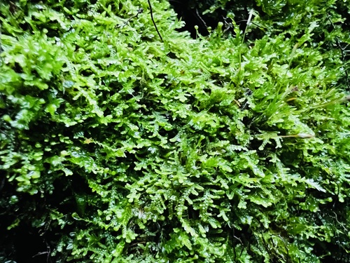 Creeping Fingerwort