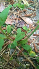 Crotalaria rotundifolia