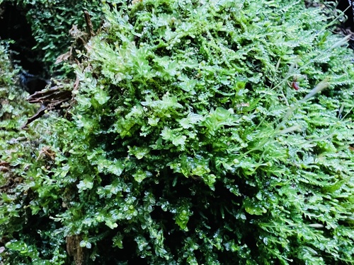 Tetraphis Moss