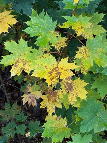 Norway maple