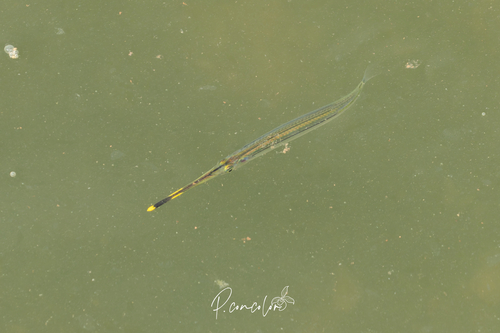 Northern River Garfish