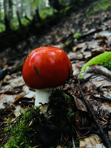 Fly Agaric