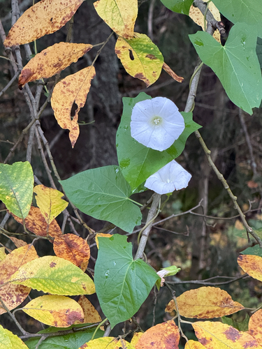 hedge bindweed
