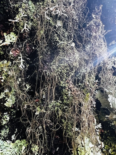 Pale-footed Horsehair Lichen